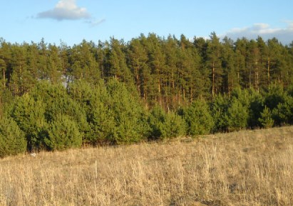 działka na sprzedaż - Stawiguda, Dorotowo